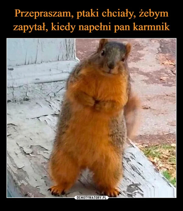 
    Przepraszam, ptaki chciały, żebym zapytał, kiedy napełni pan karmnik