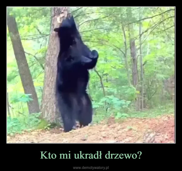 Kto mi ukradł drzewo?