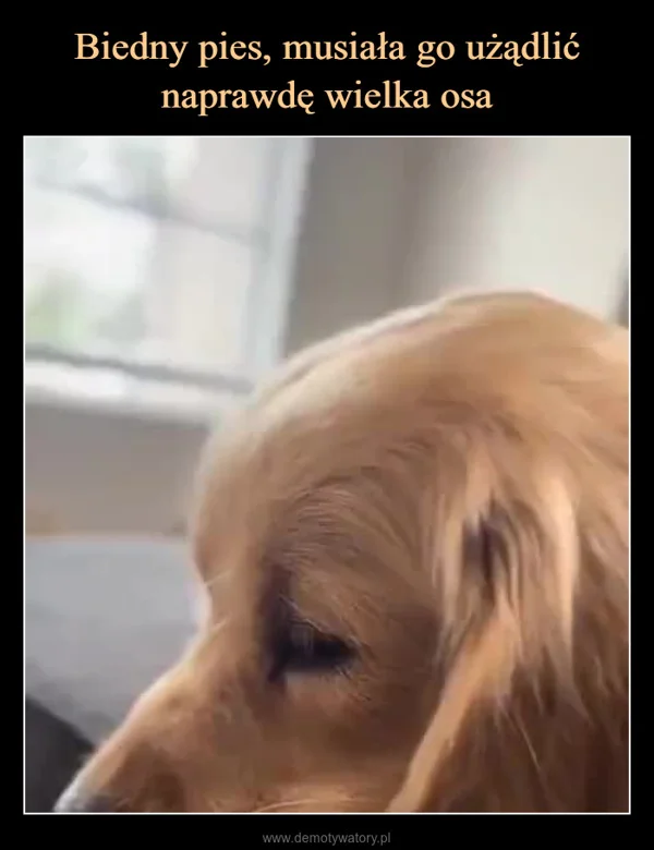 
    Biedny pies, musiała go użądlić naprawdę wielka osa