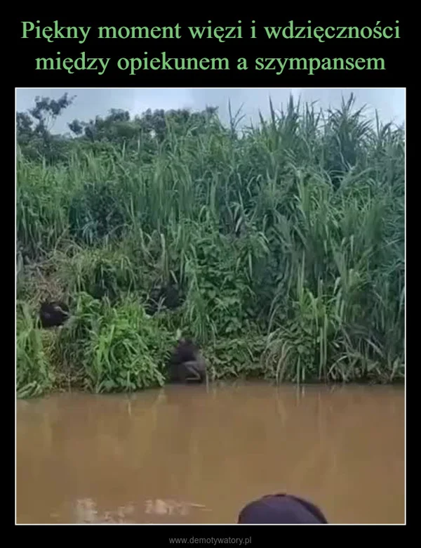 Piękny moment więzi i wdzięczności między opiekunem a szympansem