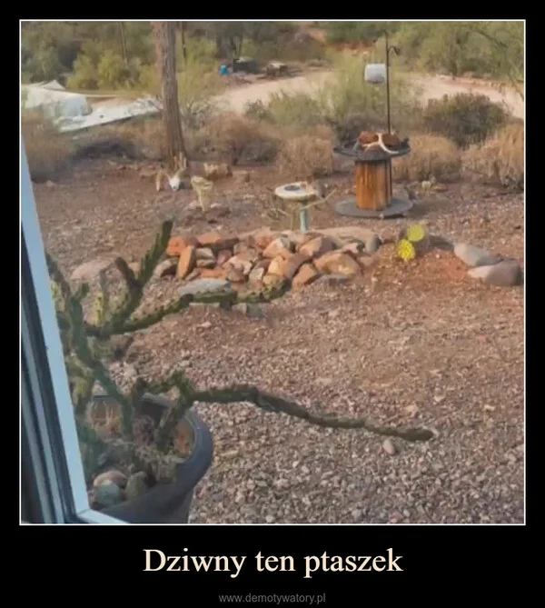 
    Dziwny ten ptaszek