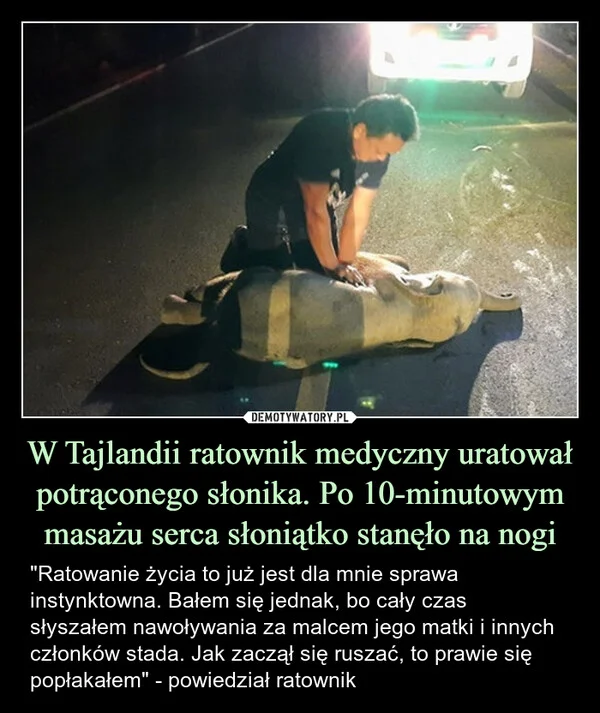 
    W Tajlandii ratownik medyczny uratował potrąconego słonika. Po 10-minutowym masażu serca słoniątko stanęło na nogi