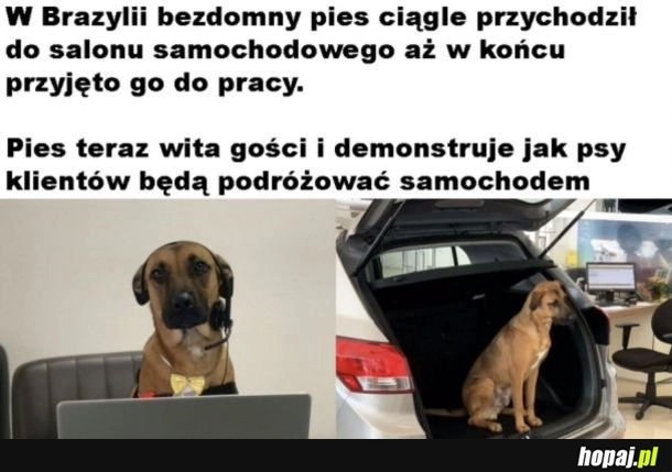 Poważnie wykonuje swoją robotę