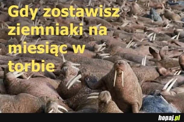 Ziemniaczki