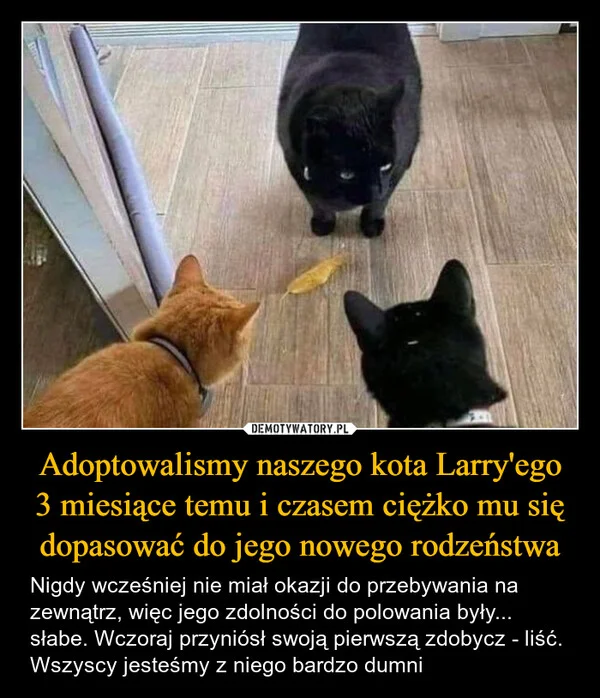 
    Adoptowalismy naszego kota Larry'ego 3 miesiące temu i czasem ciężko mu się dopasować do jego nowego rodzeństwa