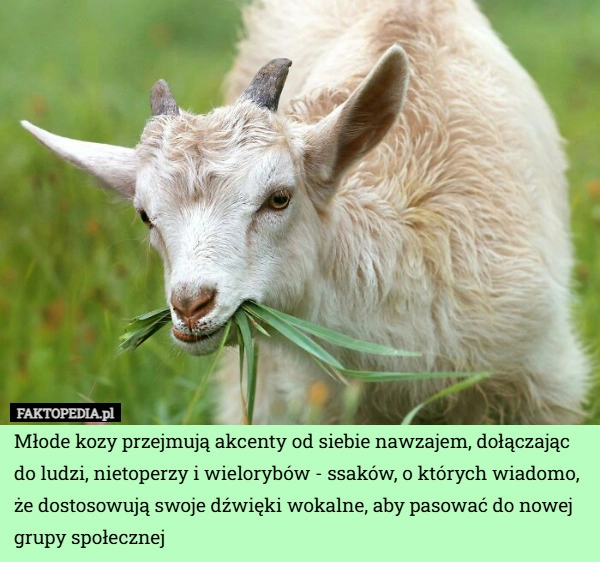 
    Młode kozy przejmują akcenty od siebie nawzajem, dołączając do ludzi, nietoperzy