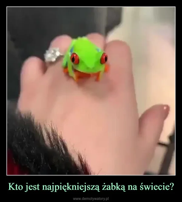 
    Kto jest najpiękniejszą żabką na świecie?