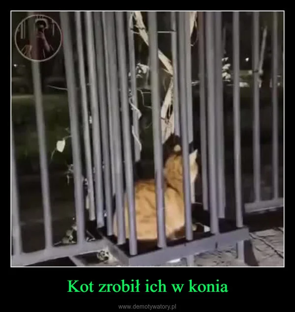 Kot zrobił ich w konia