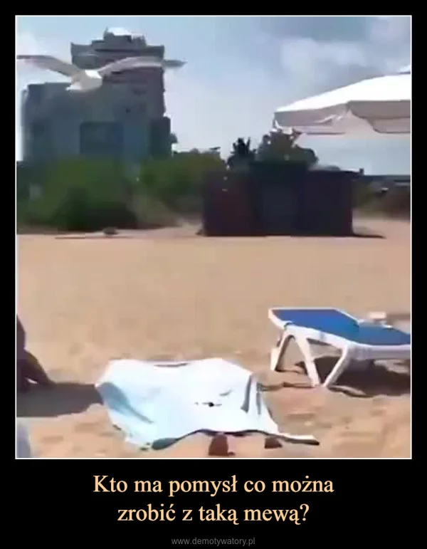 
    Kto ma pomysł co można zrobić z taką mewą?