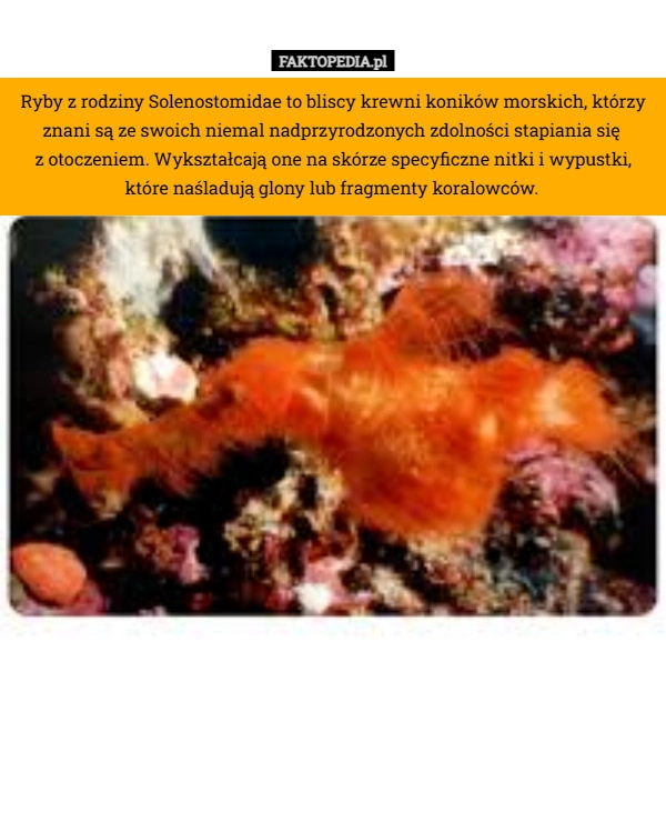 
    Ryby z rodziny Solenostomidae to bliscy krewni koników morskich, którzy