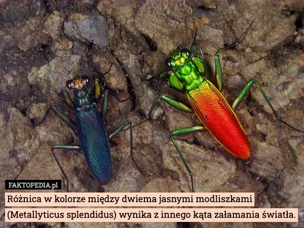 
    Różnica w kolorze między dwiema jasnymi modliszkami (Metallyticus splendidus)