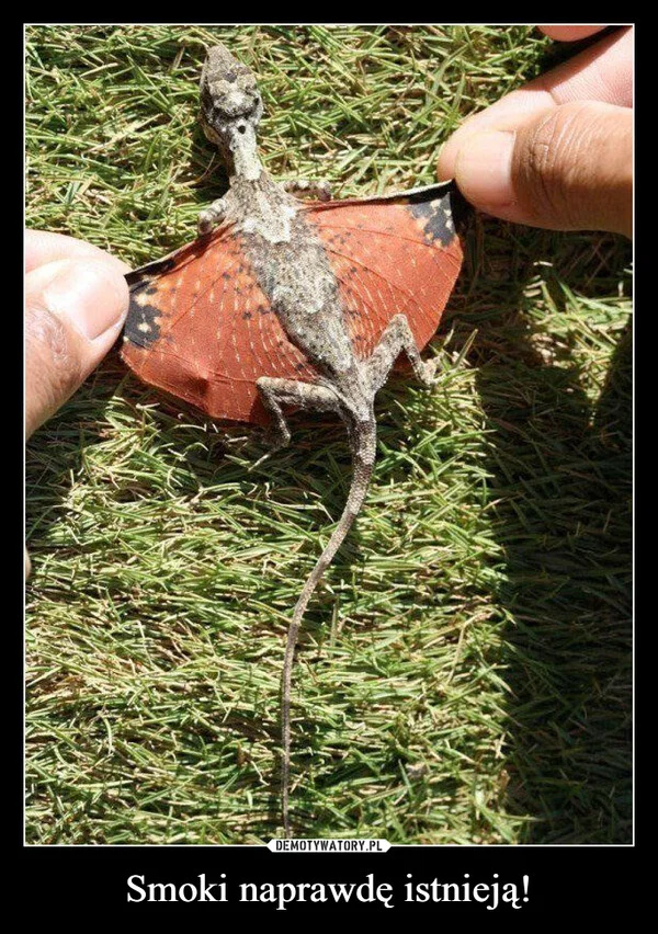 
    Smoki naprawdę istnieją!