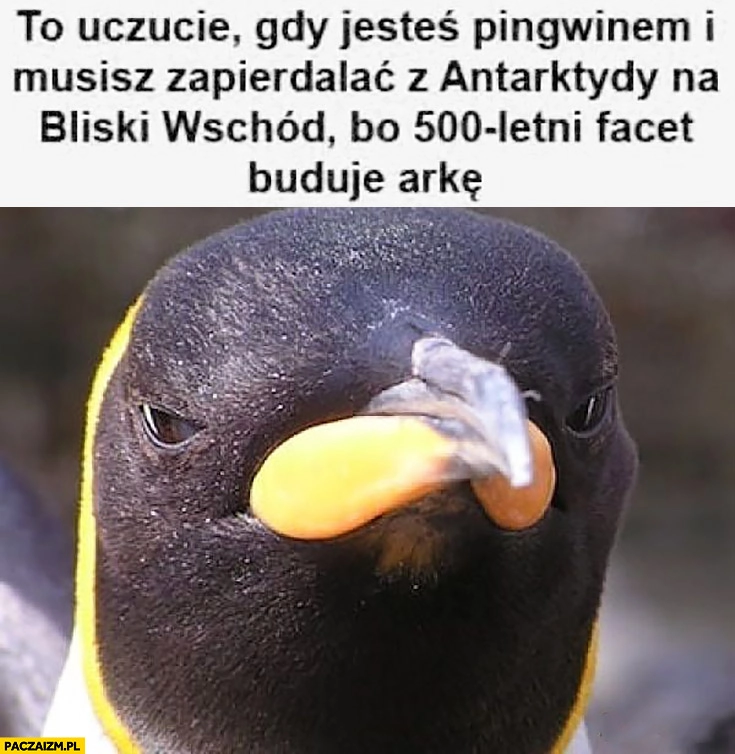 
    To uczucie gdy jesteś pingwinem i musisz zapierdzielać z Antarktydy na bliski wschód bo 500-letni facet buduje arkę Noe