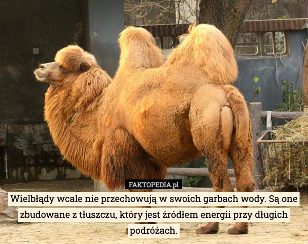 Wielbłądy wcale nie przechowują w swoich garbach wody. Są one zbudowane