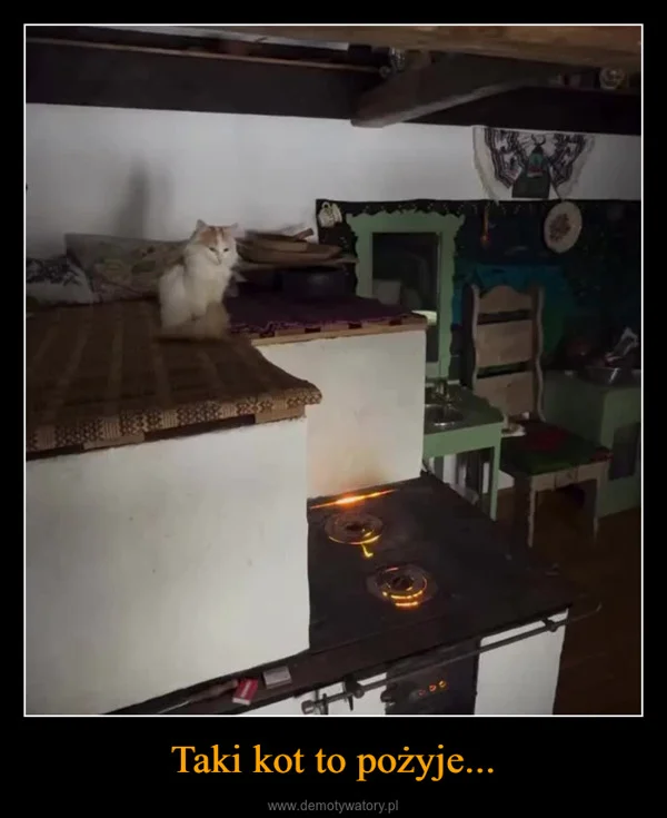 Taki kot to pożyje...