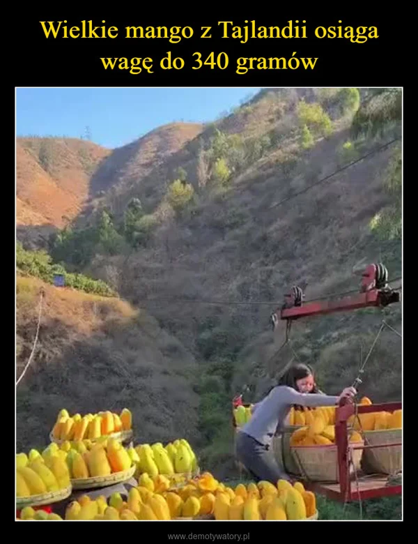 
    Wielkie mango z Tajlandii osiąga wagę do 340 gramów