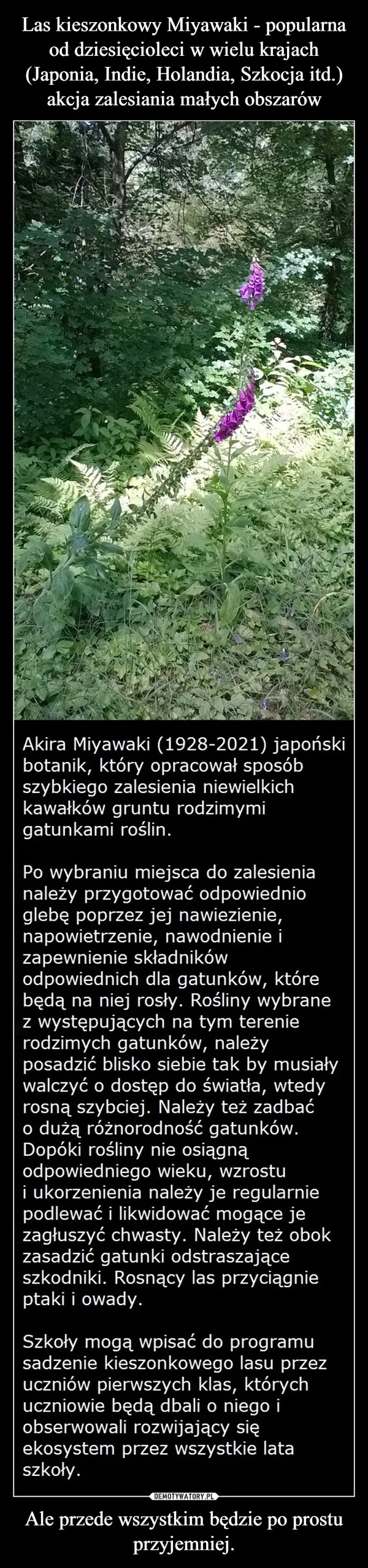 
    Las kieszonkowy Miyawaki - popularna od dziesięcioleci w wielu krajach (Japonia, Indie, Holandia, Szkocja itd.) akcja zalesiania małych obszarów Ale przede wszystkim będzie po prostu przyjemniej.