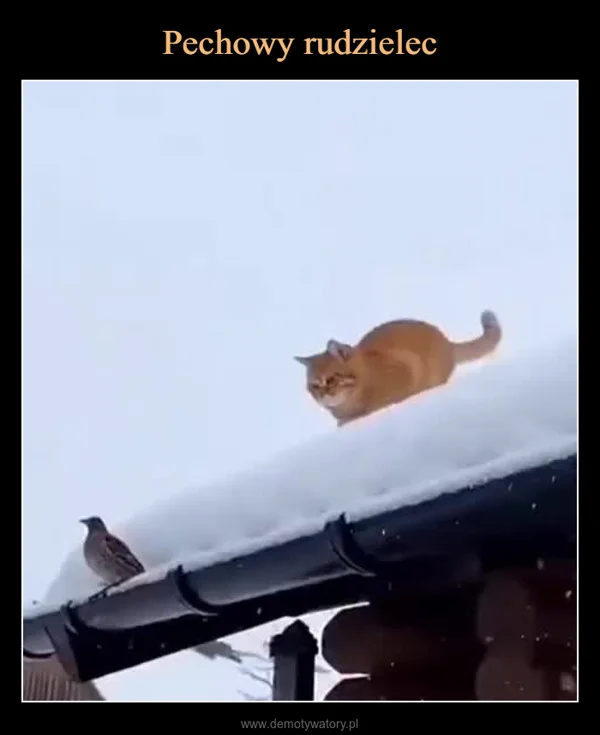 
    Pechowy rudzielec
