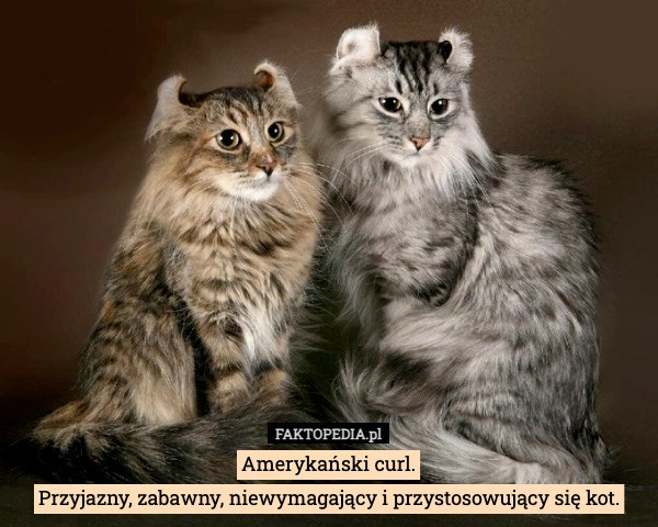 
    Amerykański curl.
Przyjazny, zabawny, niewymagający i przystosowujący się