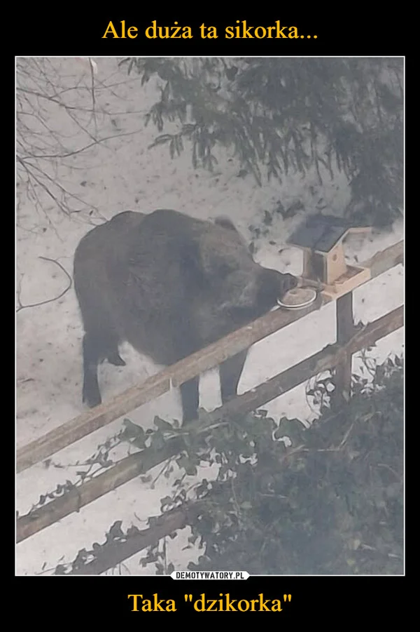 
    Ale duża ta sikorka... Taka 