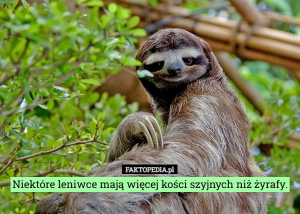 Niektóre leniwce mają więcej kości szyjnych niż żyrafy.