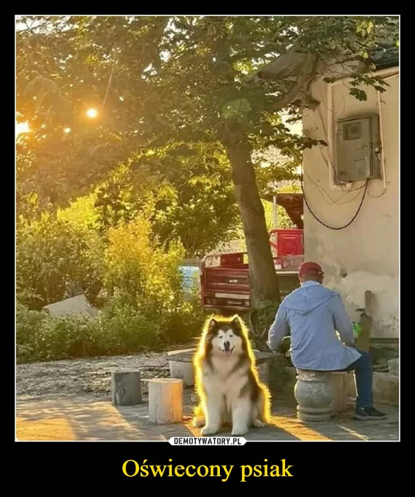 
    Oświecony psiak