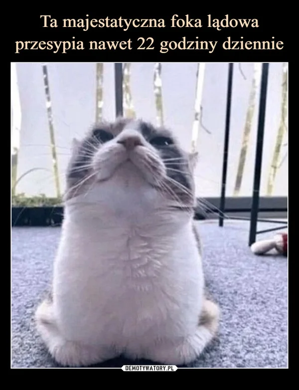 
    Ta majestatyczna foka lądowa przesypia nawet 22 godziny dziennie