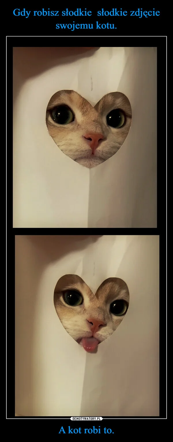 Gdy robisz słodkie słodkie zdjęcie swojemu kotu. A kot robi to.