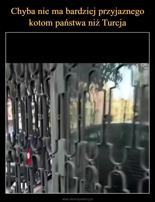 
    Chyba nie ma bardziej przyjaznego kotom państwa niż Turcja