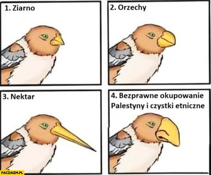 
    Ptak dziób ziarno orzechy nektar Żyd bezprawne okupowanie Palestyny i czystki etniczne