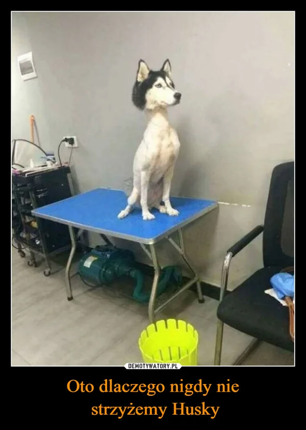 
    Oto dlaczego nigdy nie strzyżemy Husky
