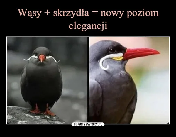 Wąsy + skrzydła = nowy poziom elegancji