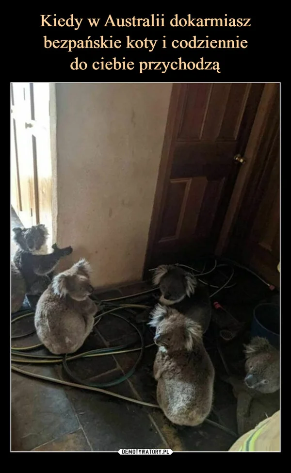 
    Kiedy w Australii dokarmiasz bezpańskie koty i codziennie do ciebie przychodzą