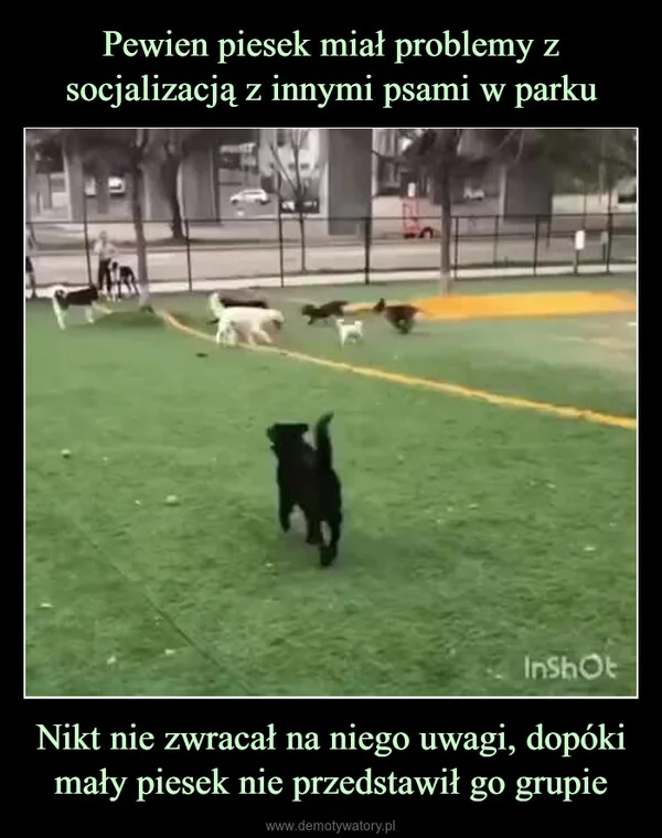 
    Pewien piesek miał problemy z socjalizacją z innymi psami w parku Nikt nie zwracał na niego uwagi, dopóki mały piesek nie przedstawił go grupie