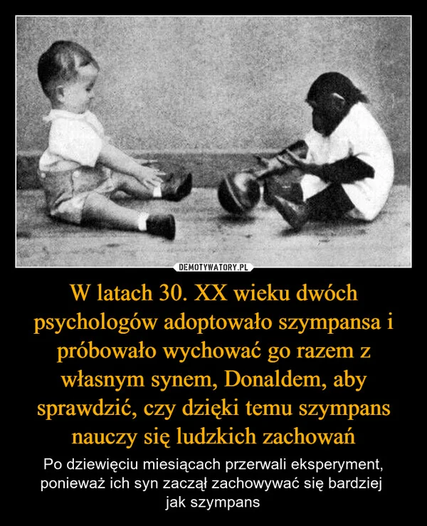 
    W latach 30. XX wieku dwóch psychologów adoptowało szympansa i próbowało wychować go razem z własnym synem, Donaldem, aby sprawdzić, czy dzięki temu szympans nauczy się ludzkich zachowań