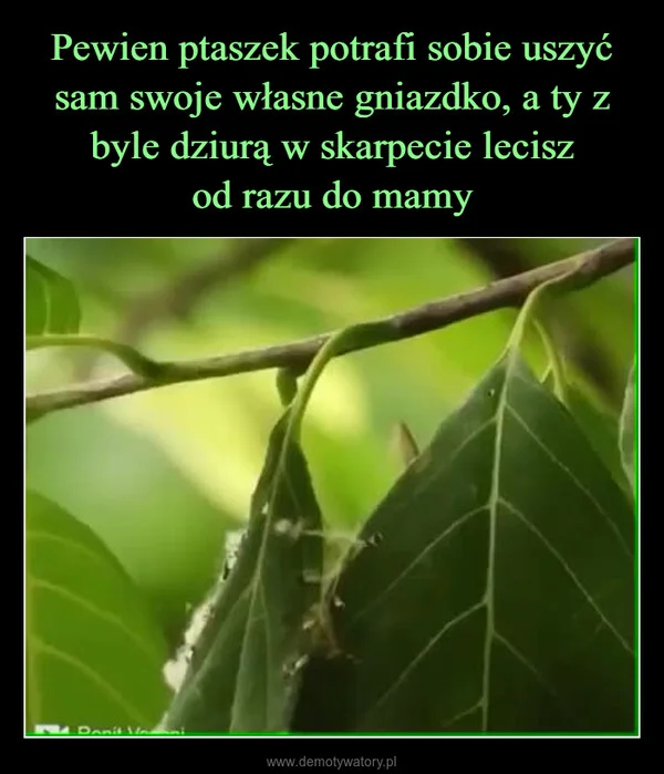 
    Pewien ptaszek potrafi sobie uszyć sam swoje własne gniazdko, a ty z byle dziurą w skarpecie lecisz od razu do mamy