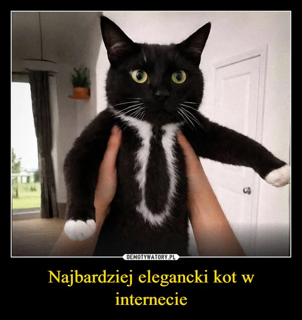 Najbardziej elegancki kot w internecie