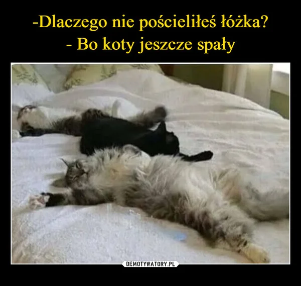 
    -Dlaczego nie pościeliłeś łóżka? - Bo koty jeszcze spały