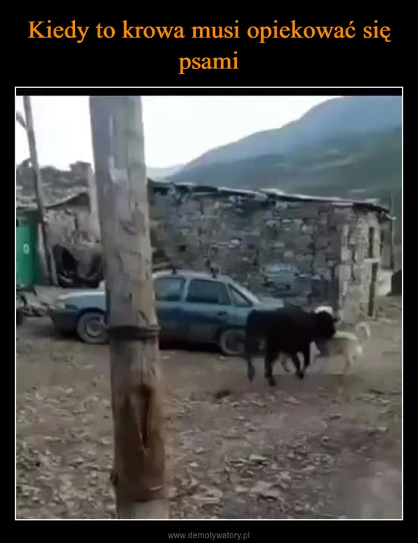 
    Kiedy to krowa musi opiekować się psami