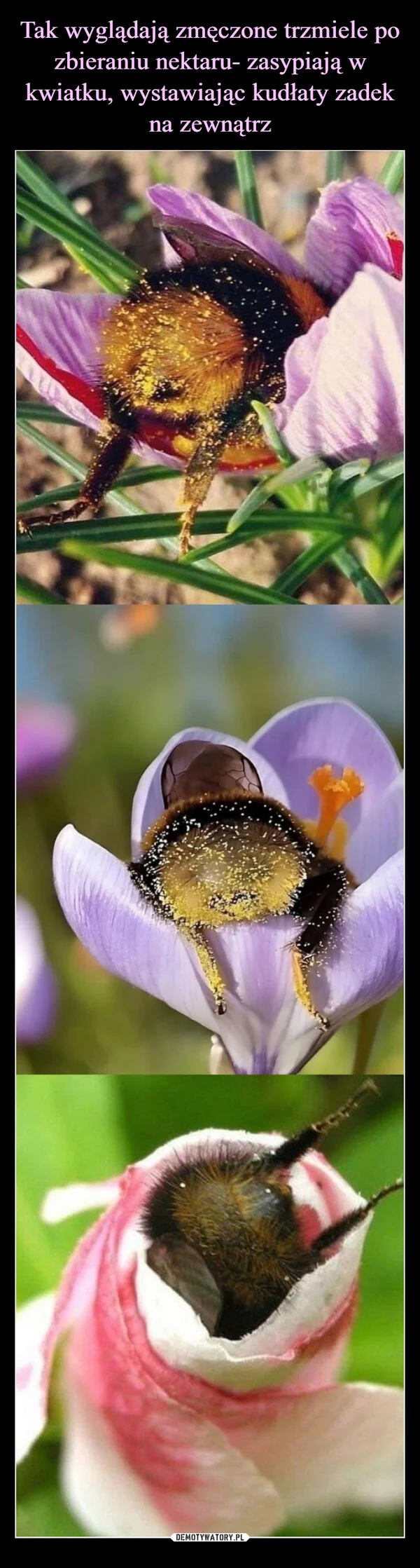 
    Tak wyglądają zmęczone trzmiele po zbieraniu nektaru- zasypiają w kwiatku, wystawiając kudłaty zadek na zewnątrz