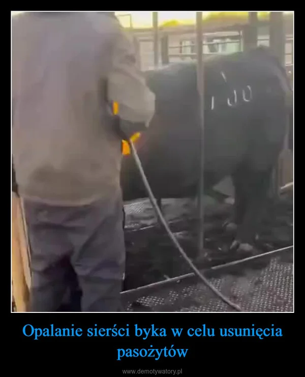 Opalanie sierści byka w celu usunięcia pasożytów