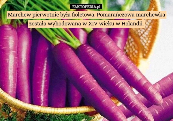 Marchew pierwotnie była fioletowa. Pomarańczowa marchewka została wyhodowana...