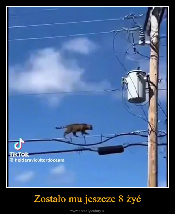 Zostało mu jeszcze 8 żyć