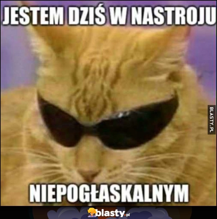 Kot kotek w okularach jestem dziś w nastroju niepogłaskanym