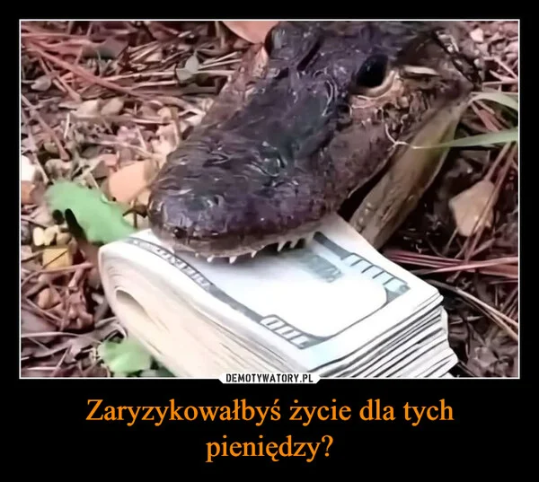 Zaryzykowałbyś życie dla tych pieniędzy?