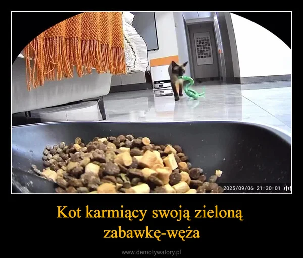 
    Kot karmiący swoją zieloną zabawkę-węża
