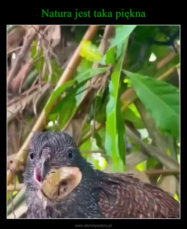 
    Natura jest taka piękna