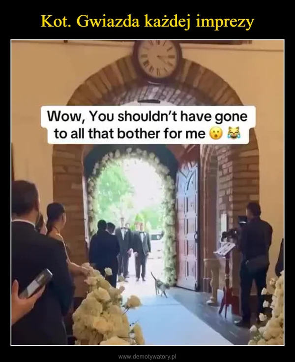 
    Kot. Gwiazda każdej imprezy