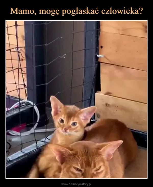 
    Mamo, mogę pogłaskać człowieka?