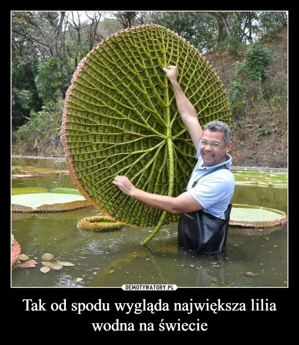 
    Tak od spodu wygląda największa lilia wodna na świecie